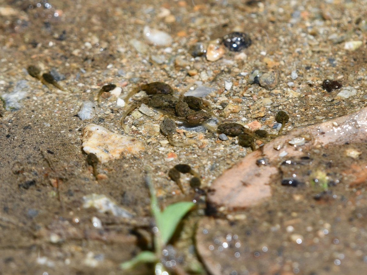 #42:
          Unidentified Tadpoles found in a puddle, Okinawa.
          f/6.3 at 500mm - Shutter Speed: 1/500 - ISO: 200